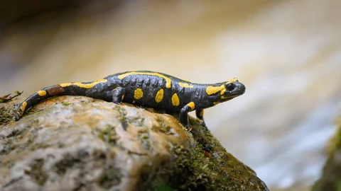 Auf dem Bild ist ein Feuersalamander zu sehen.