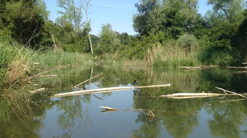 Weiher mit trockenen Baumstämmen drin, im Hintergrund Büsche und Bäume