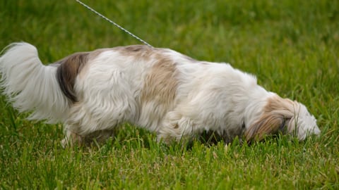 Hund steckt seine Nase zum Schnüffeln ins Gras.