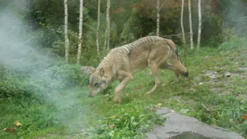 Wolf im Tierpark Bern