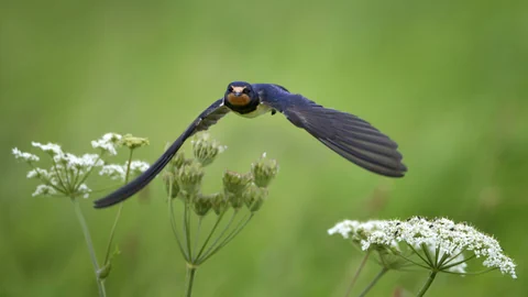 Rauchschwalbe im Anflug.