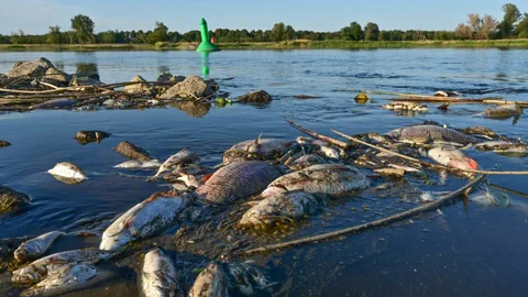 Tote Fische im Wasser