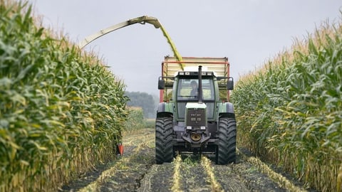 Traktor bei der Maisernte.