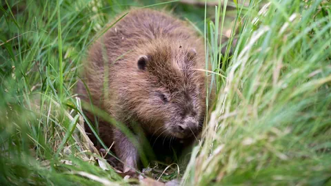 Ein Biber im Gras.