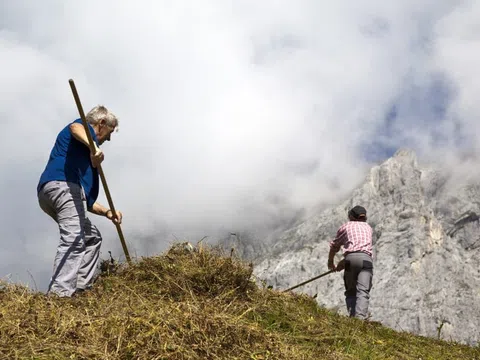 Heuen auf der Alp