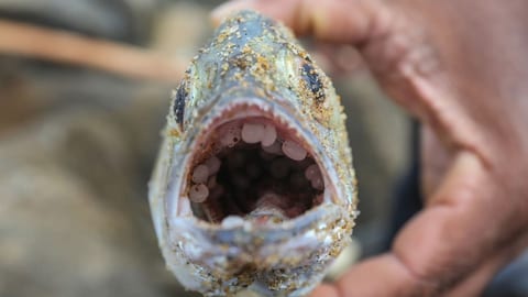 Ein Fisch ist übersäht von Mikroplastik. 