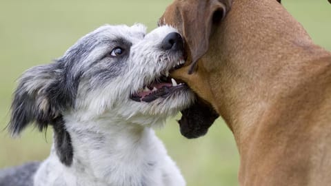 Hundebiss - Hund Jagt Katze: «Wer Haftet Bei Einem Schaden ...