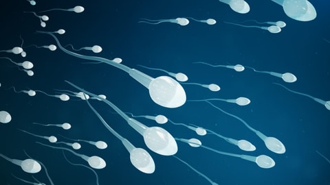 Männliche Fruchtbarkeit - Was taugt der Spermatest für zu Hause