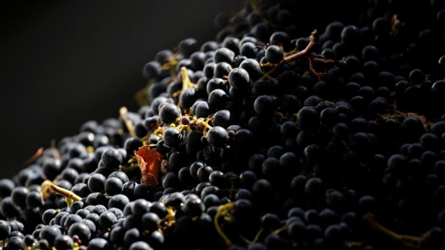 Neue Rebsorten für Bordeaux-Weine