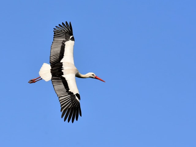 Storch