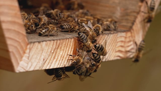 Bienenvolk auf Holzstück