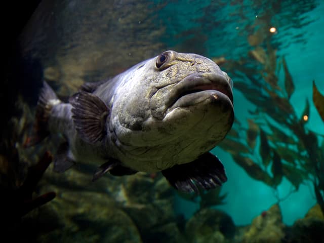 Mächtiger grau-blauer Wolfsbarsch zieht seine Runden durch ein Aquarium. 