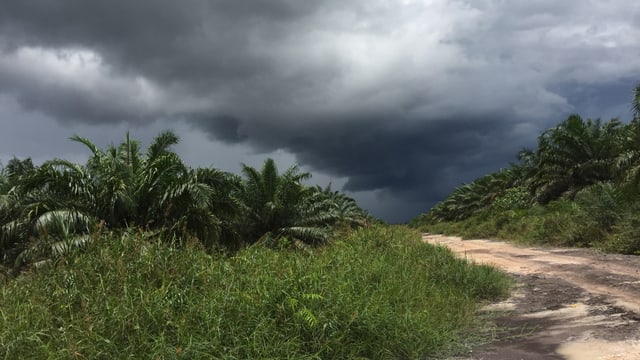 Dunkle Wolken über einer Strasse, beidseits Palmen.