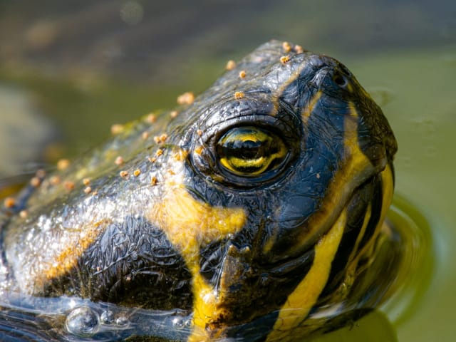 Nahaufnahme eines Schildkrötenkopfes im Wasser.