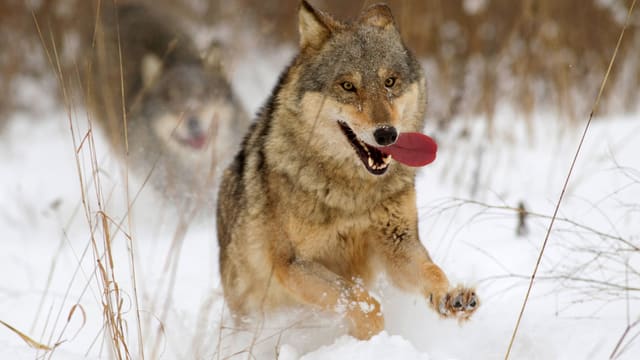 Spielender Jungwolf rennt mit heraushängender Zunge durch den tiefen Schnee.