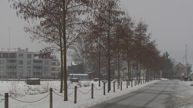 Sibirische Erlen entlang einer Schweizer Strasse