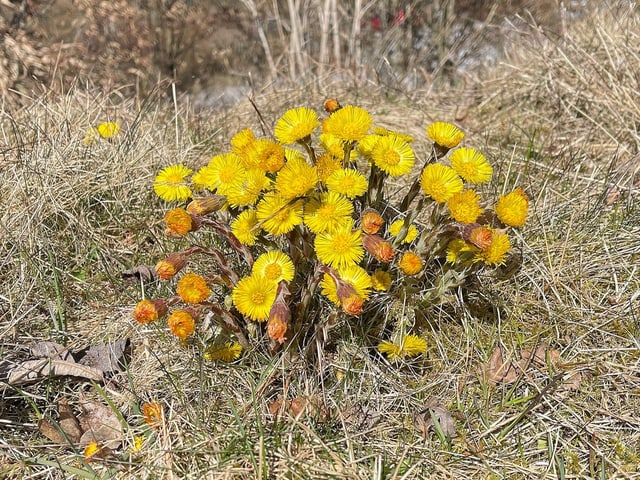 Huflattich auf trockenem Gras.