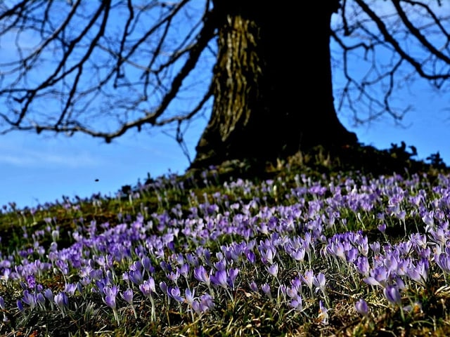 Violette Krokusse unter einer Linde.