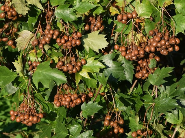 Nahaufnahme von reifen braunen Beeren an einem Busch.