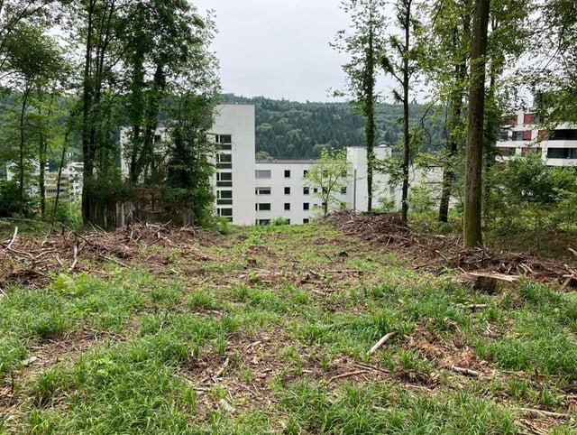 Blick aus dem Wald heraus, durch eine Schneise in Richtung Wohnhaus 