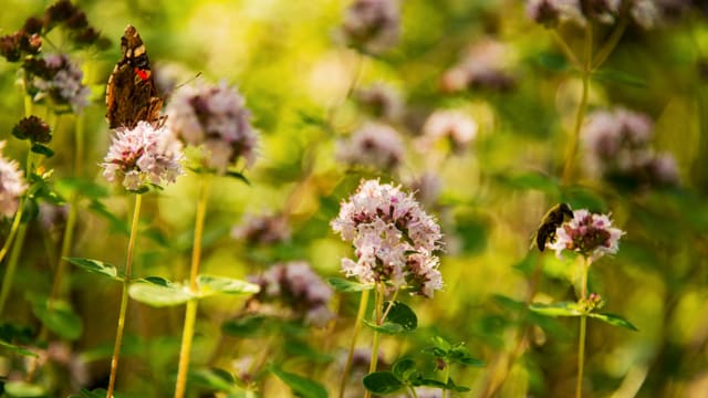 Schmettreling auf Oregano-Blüte