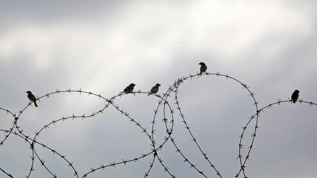 Spatzen sitzen auf einem Stacheldrahtzaun vor einem grauen Himmel.