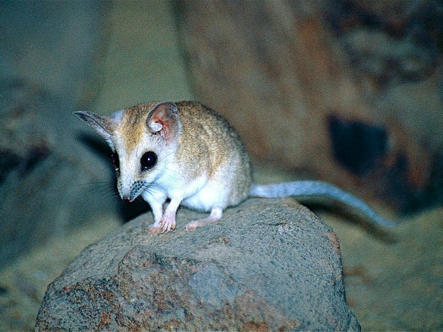 Schmalfussbeutelmaus.