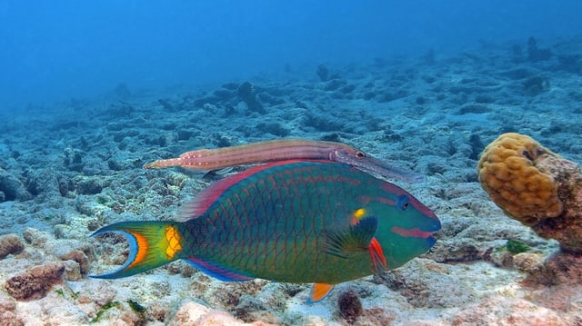 Auf dem Bild ist ein Trompetenfisch auf der Jagd zu sehen.