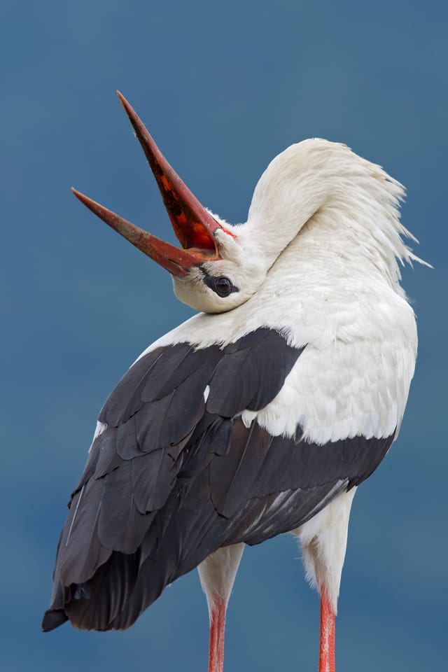 Ein Weissstorch mit nach hinten gebogenem Nacken