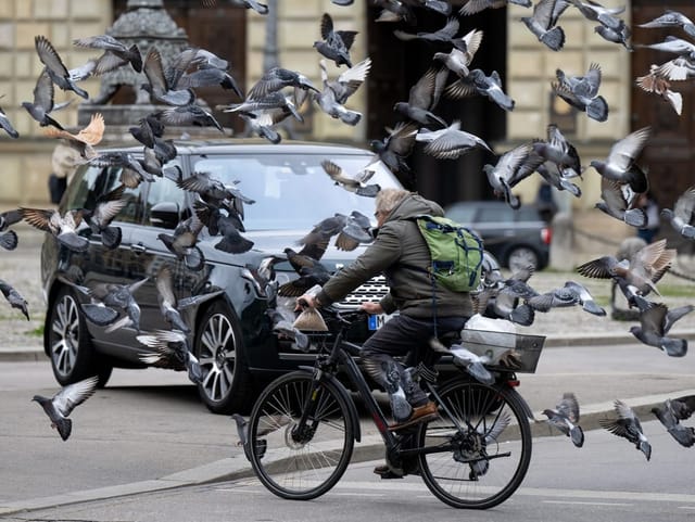 Sehr viele Tauben fliegen um einen velofahrer rum.