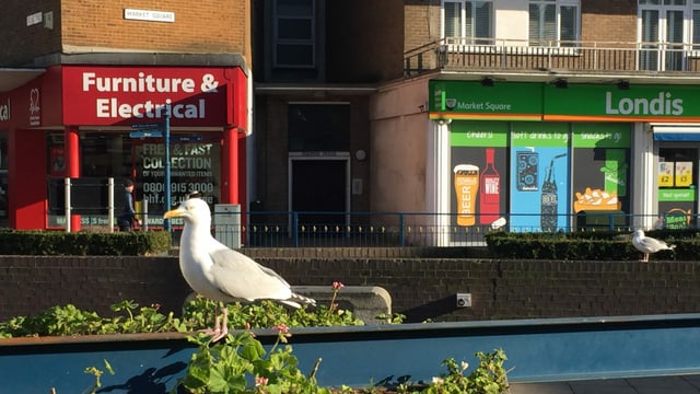 Möwe vor Strasse mit Geschäften