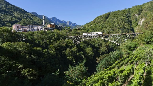 ein grosser Wald im Hintergrund, im Vordergrund eine Zugbrücke