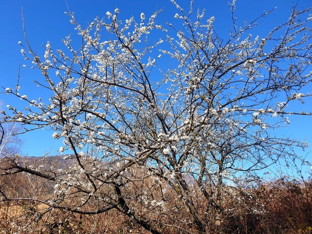 Wunderschöne Farben, es blüht, der Himmel leuchtet, der Frühling ist eingezogen im Tessin