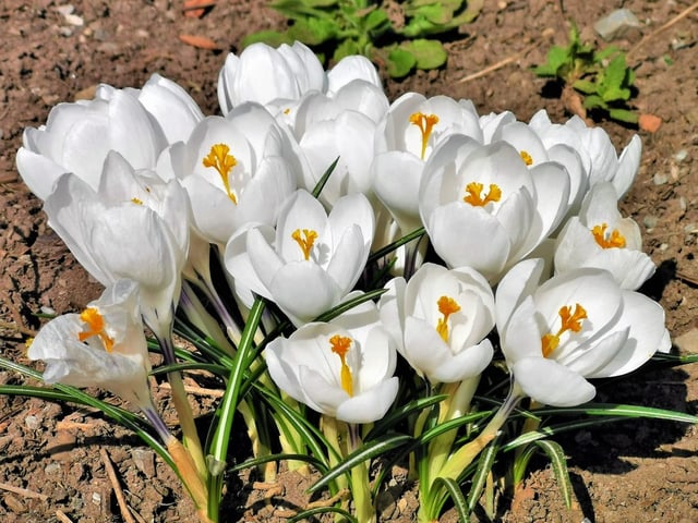 weisse Blüten.