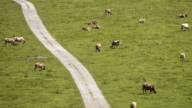 Landwirtschaftsfeld von oben.