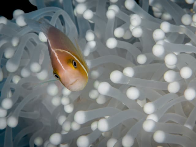 Ein Clownfisch inmitten von Korallen, die von der Korallenbleiche betroffen sind.