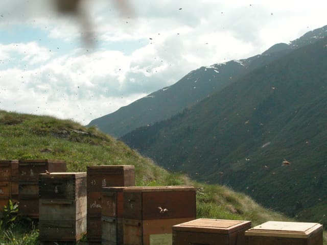 Tschamut GR am Oberalp-Pass