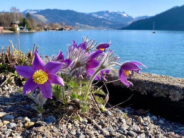 Frühling auch im Ägerital.