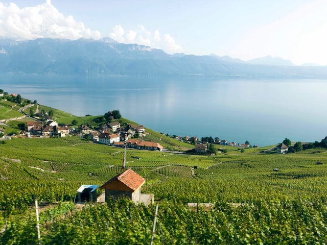 Blick auf Weinberges des Lavaux und Genfer See.