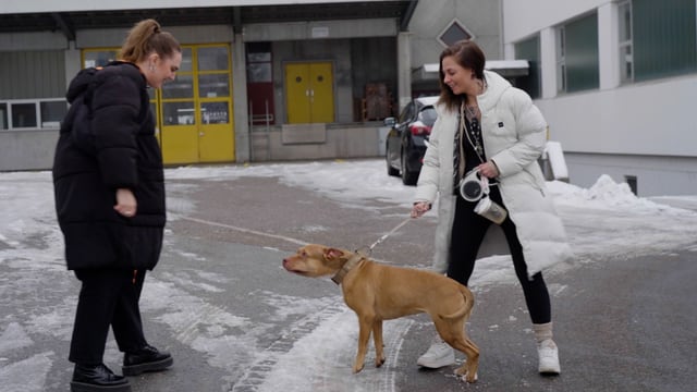 Hundebesitzerin hält Amstaff fest an der Leine. Eine Frau steht ihnen gegenüber