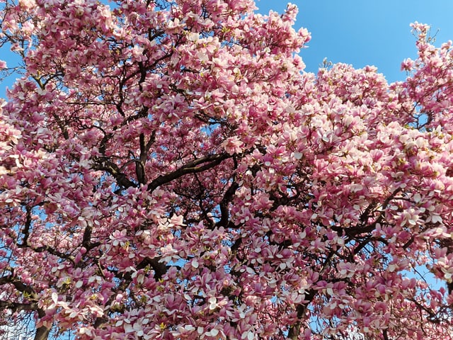 Wunderschöner Magnolienbaum.