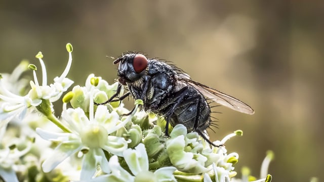 Stubenfliege auf weisser Blüte