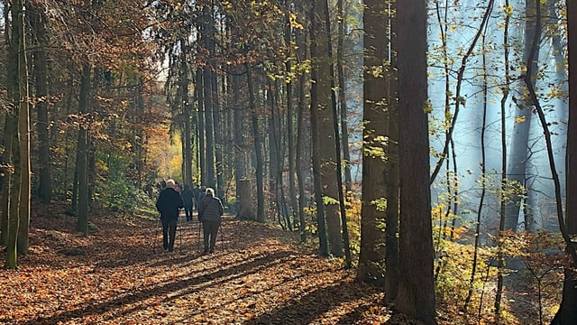 Menschen spazieren durch einen Wald.