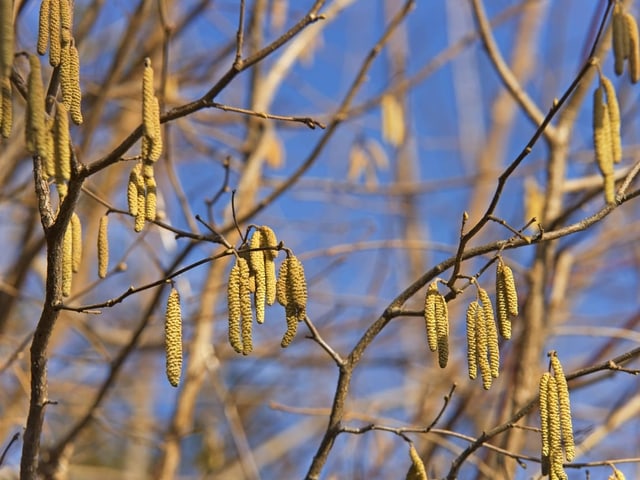 Gemeiner Hasel vor blauem Hintergrund.