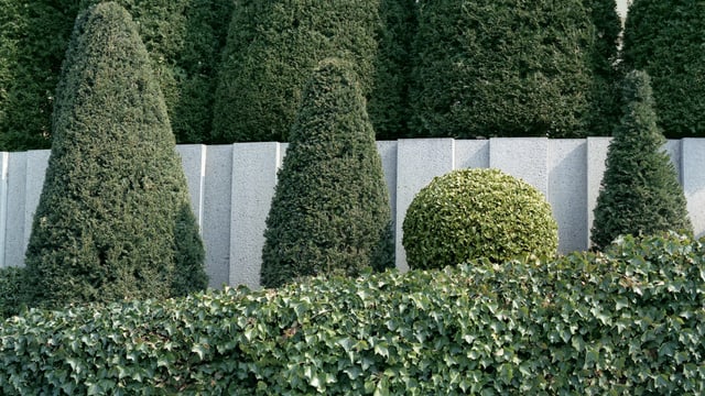 Vier getrimmte Büsche hinter einer Hecke, drei lange hohe und ein kleiner runder.