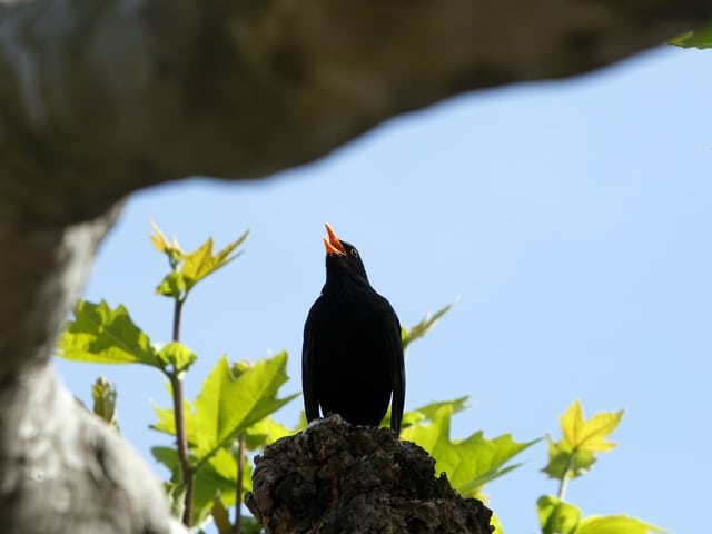 Amsel 