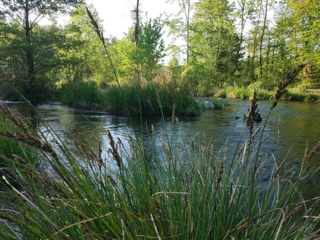 Auengebiet an der Aare. Schilfgras im Vordergrund.