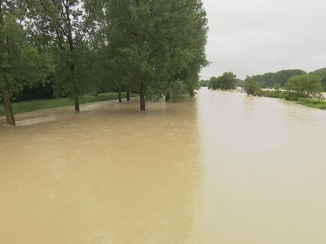 Überflutete Bäume in einer Landschaft nach starkem Regen.