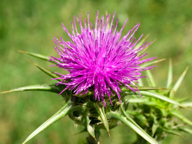 violette Distel in einer Wiese