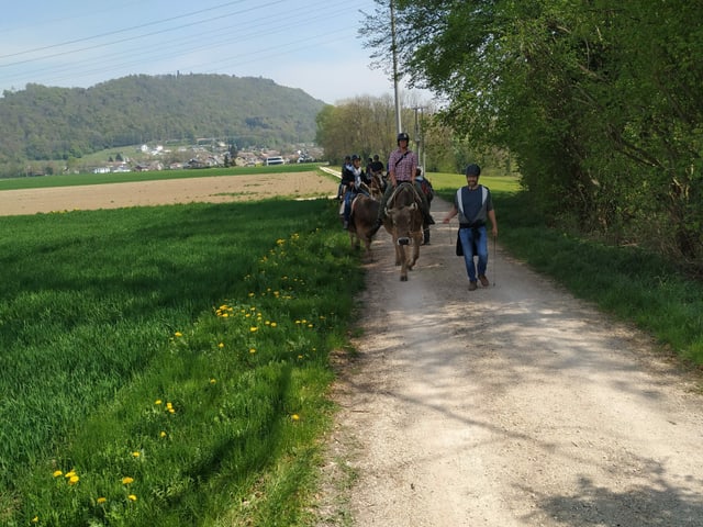 Menschen reiten auf Kühen.